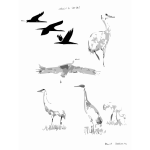 Sandhill Cranes